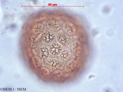 ISEM 1/Delostoma_roseum_33686/Delostoma_roseum_33686_0001(copy)_thumb.jpg
